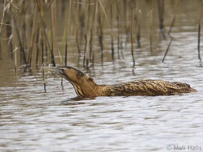 Bittern