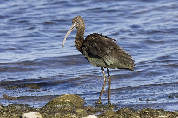 Glossy Ibis