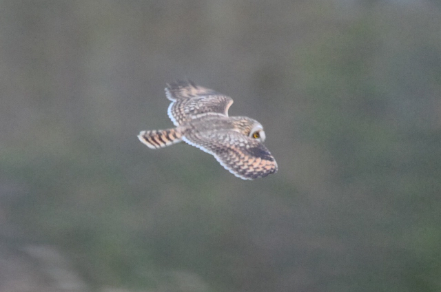 Short-eared Owl