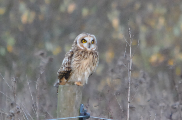 Short-eared Owl