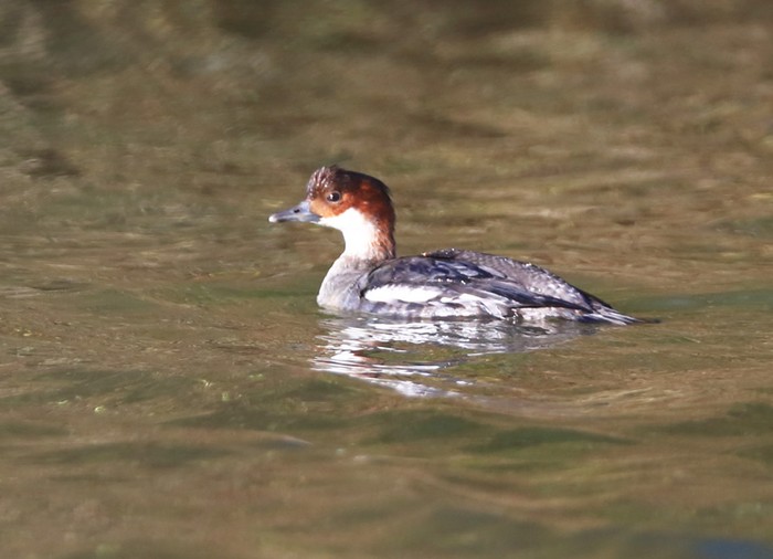 Smew