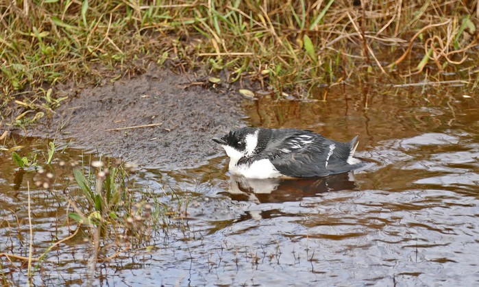 Little Auk