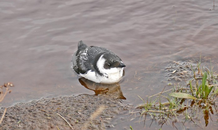 Little Auk