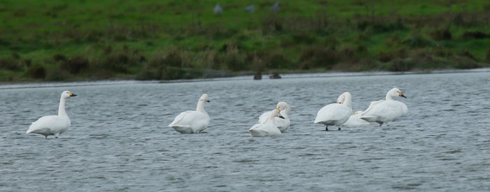 Bewick's Swan