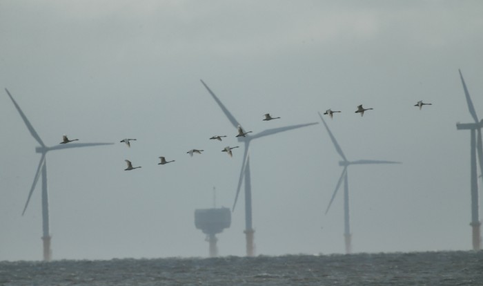Bewick's Swan