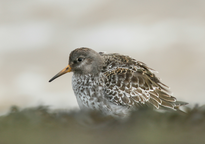 Purple Sandpiper