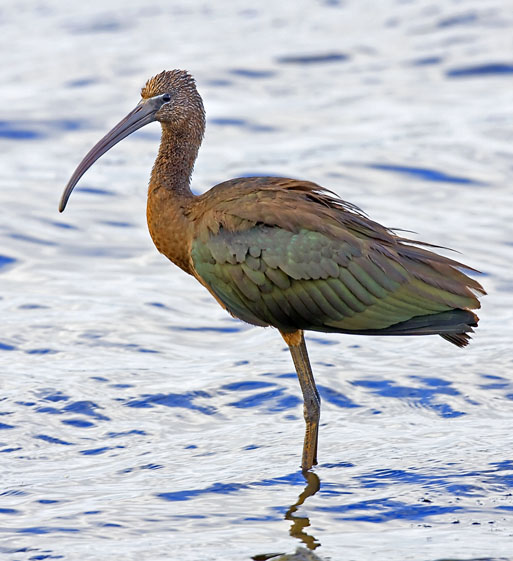 Glossy Ibis