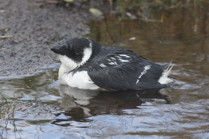 Little Auk