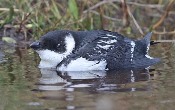 Little Auk