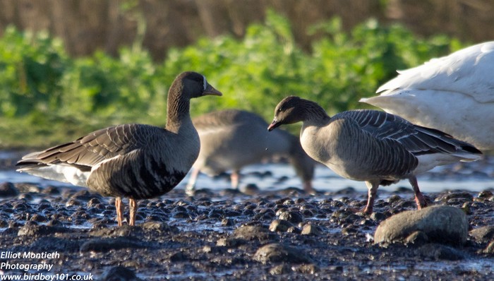 Eurasian White-fronted Goose