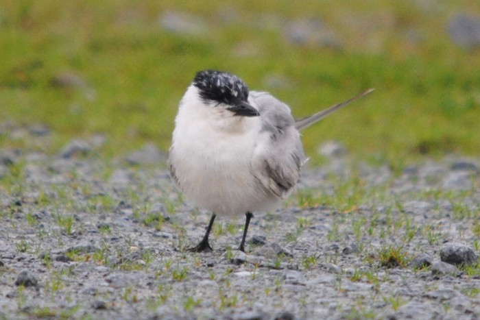 Gull-billed Tern