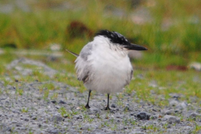 Gull-billed Tern