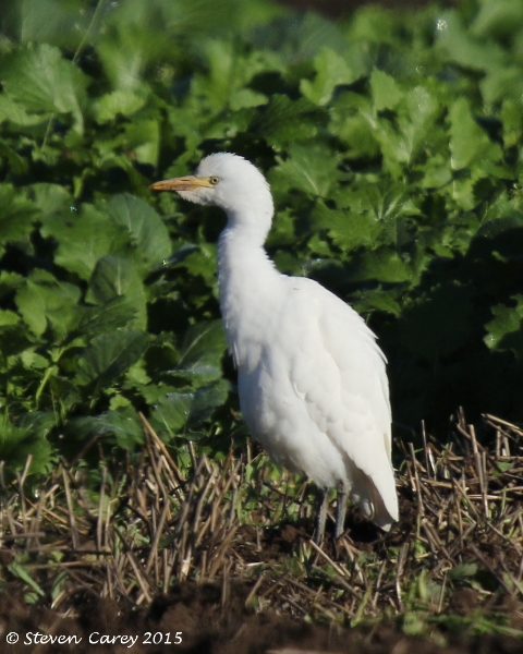 Cattle Egret