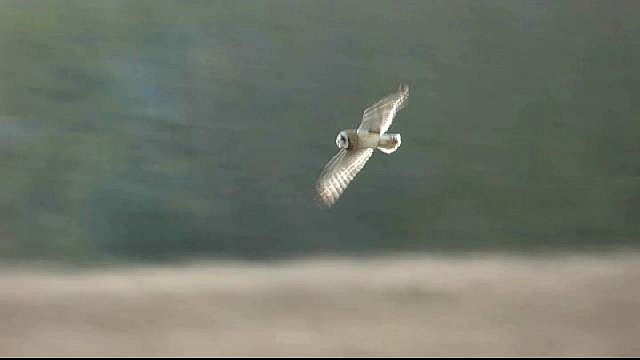 Short-eared Owl