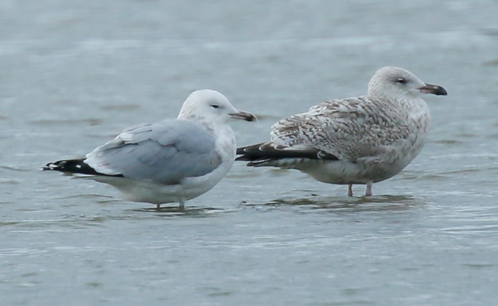 Caspian Gull