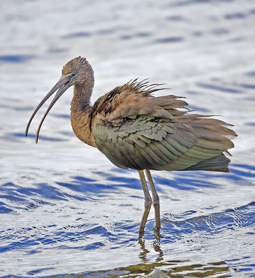 Glossy Ibis