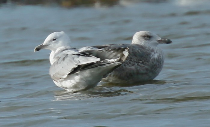 Caspian Gull