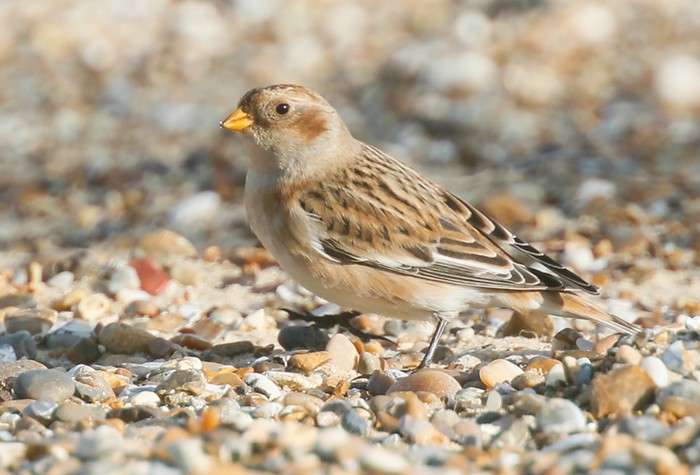 Snow Bunting
