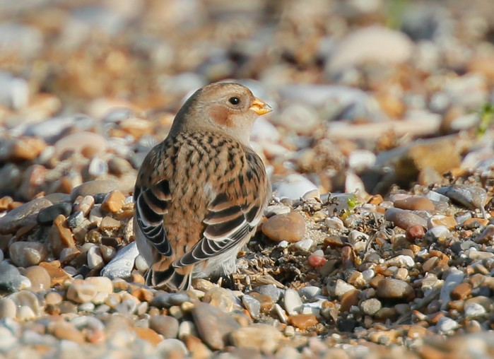 Snow Bunting