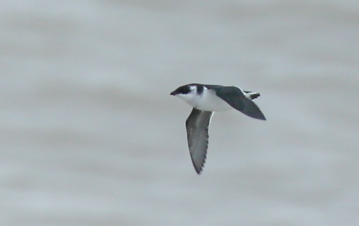 Little Auk
