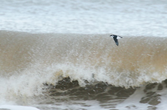Little Auk