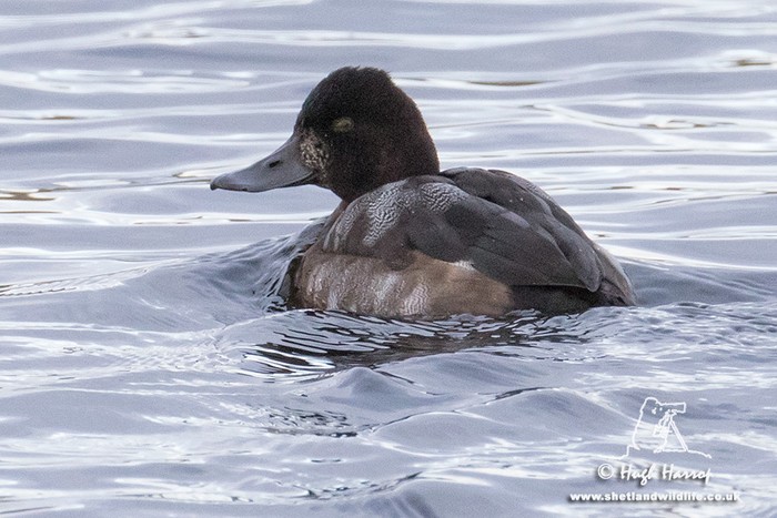 Lesser Scaup