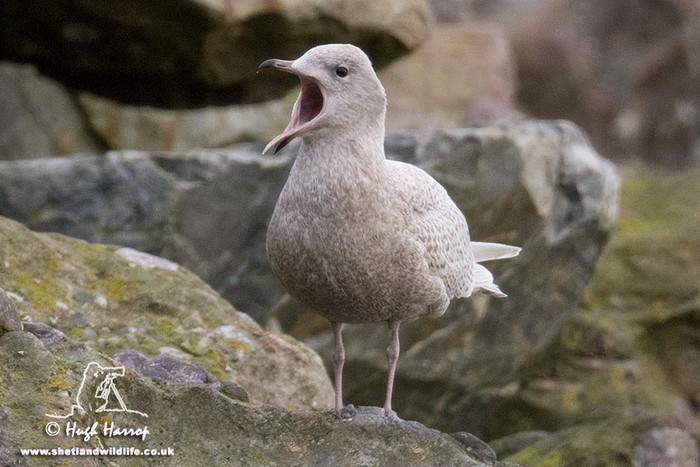 Iceland Gull