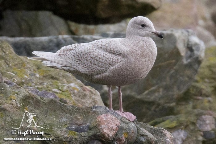 Iceland Gull
