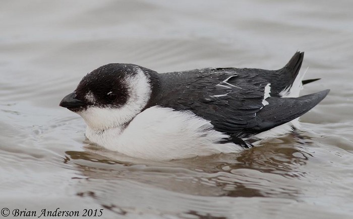 Little Auk