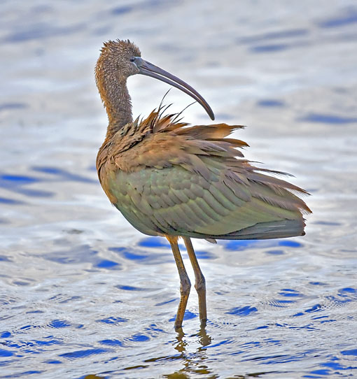Glossy Ibis