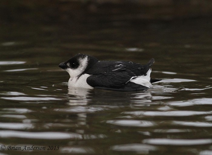 Little Auk