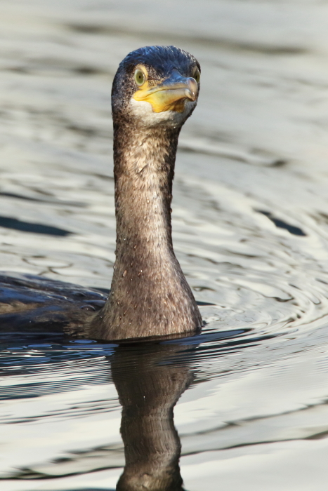 Shag