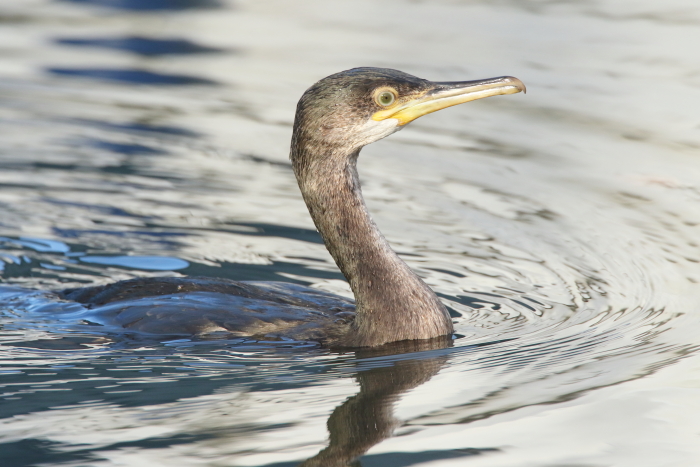 Shag