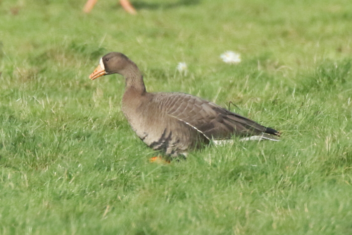 Greenland White-fronted Goose