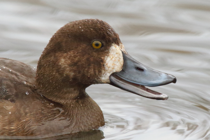 Scaup