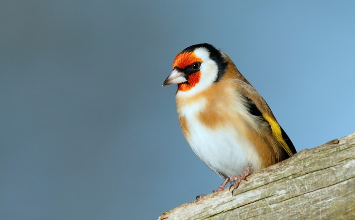 Goldfinch