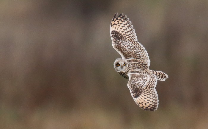Short-eared Owl