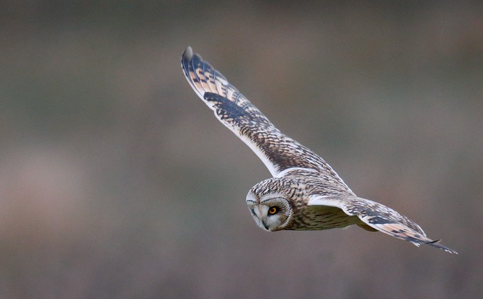 Short-eared Owl