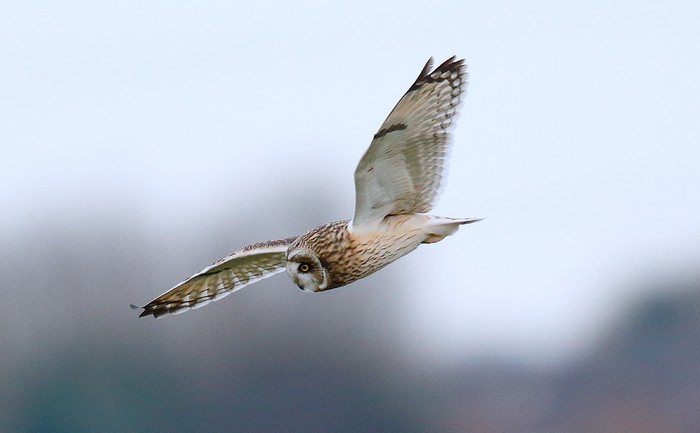 Short-eared Owl