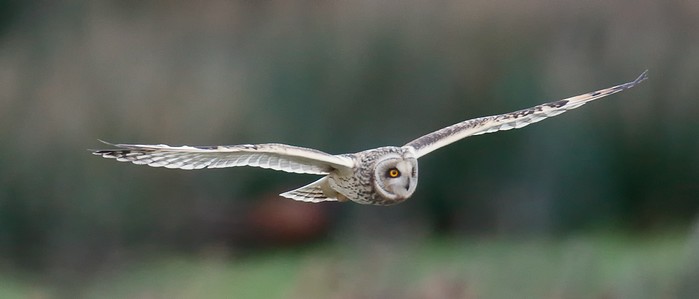 Short-eared Owl