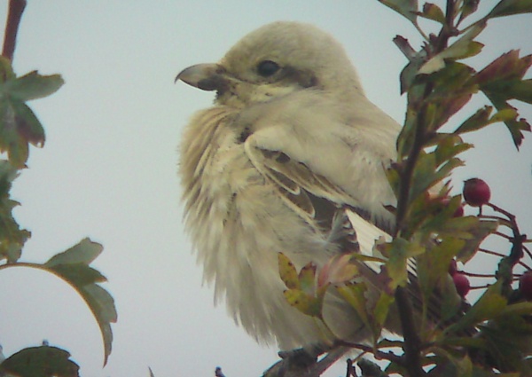 Steppe Grey Shrike
