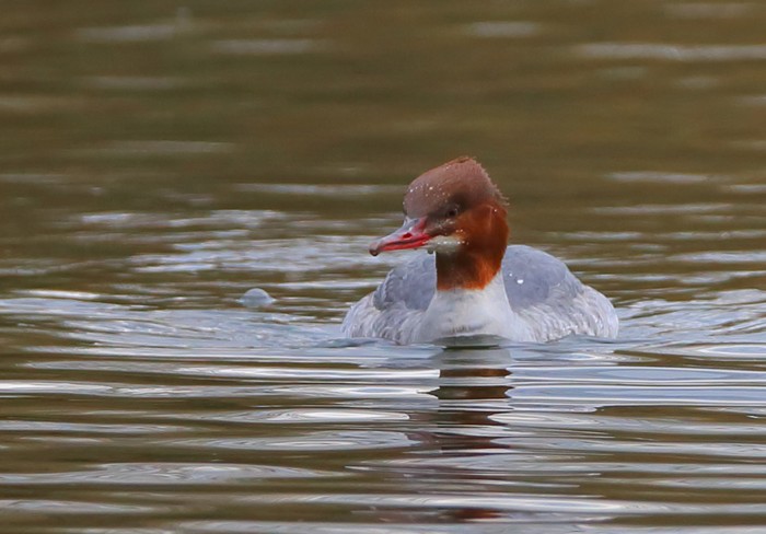 Goosander