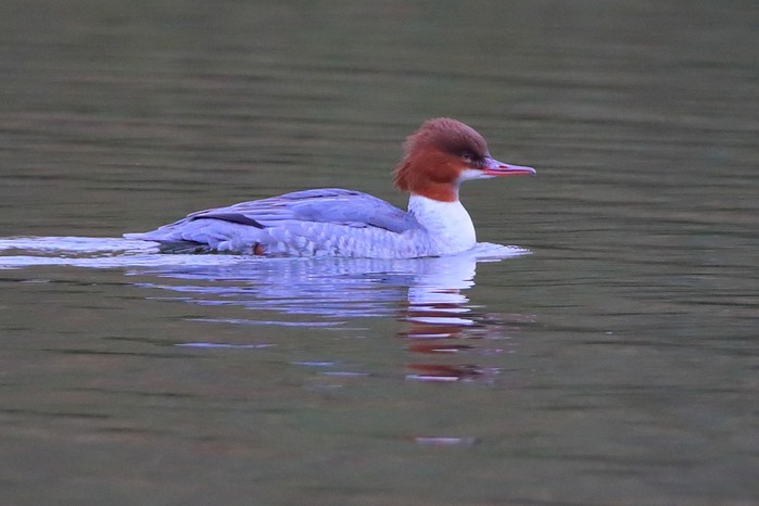 Goosander