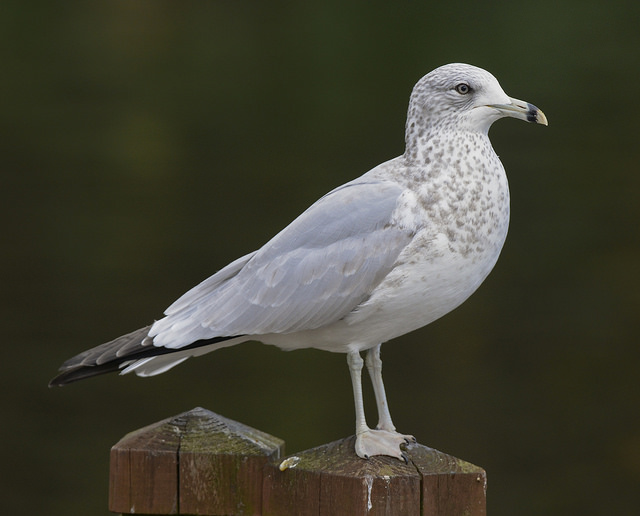 Ring-billed Gull