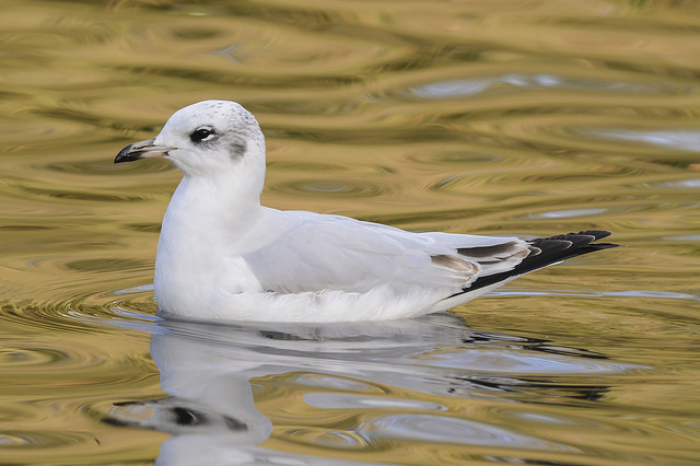 Mediterranean Gull