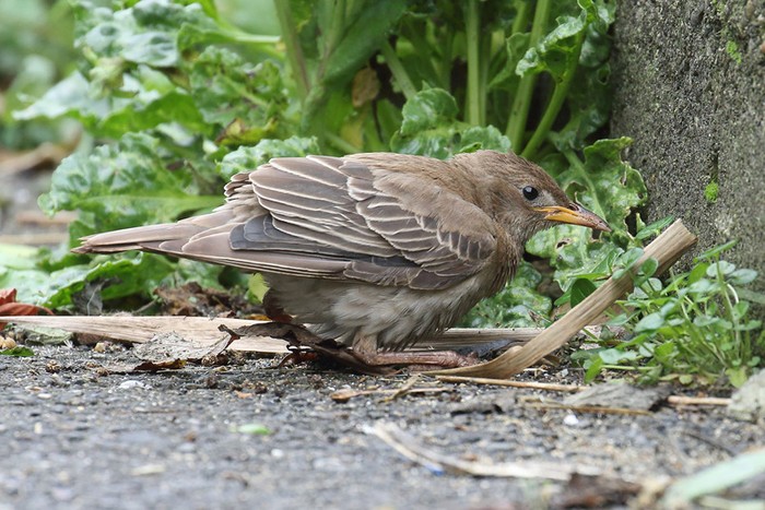 Rose-coloured Starling