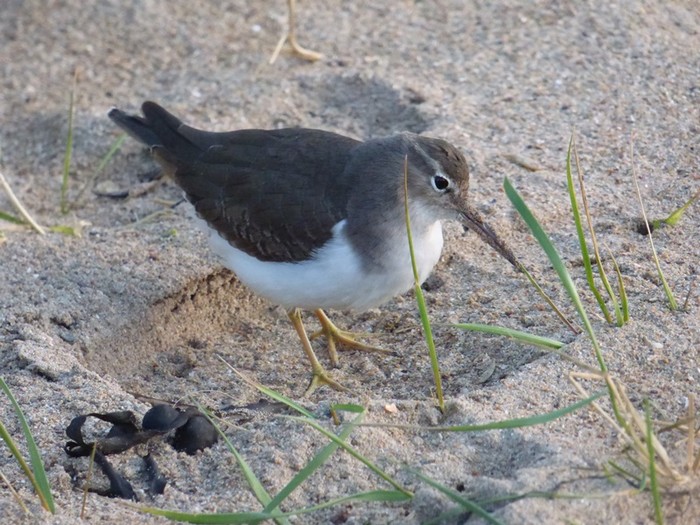 Spotted Sandpiper
