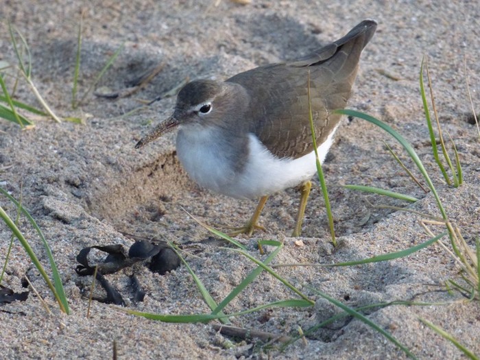 Spotted Sandpiper