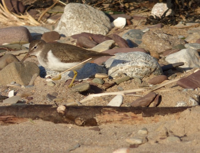 Spotted Sandpiper