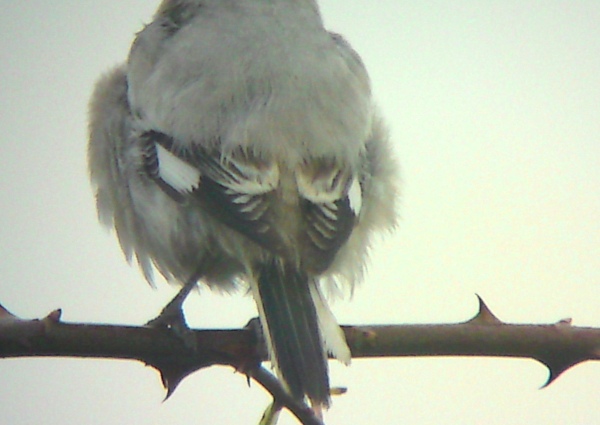 Steppe Grey Shrike